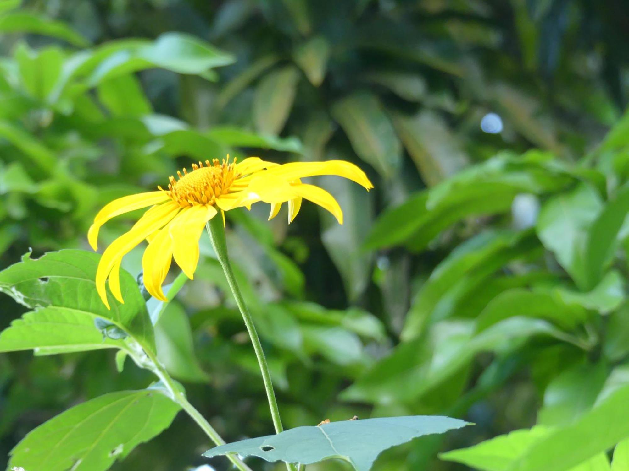 Mano Verde Minca Ngoại thất bức ảnh