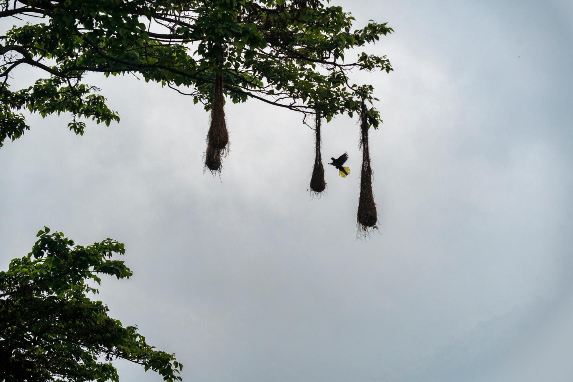 Mano Verde Minca Ngoại thất bức ảnh